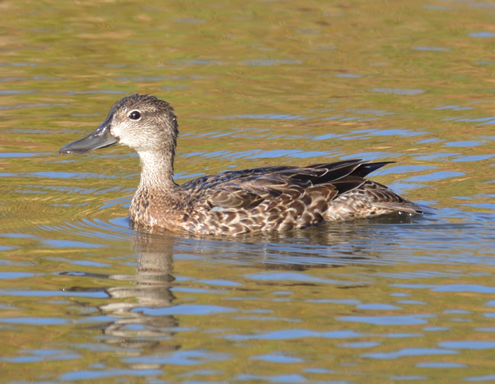 female blue-winged teal