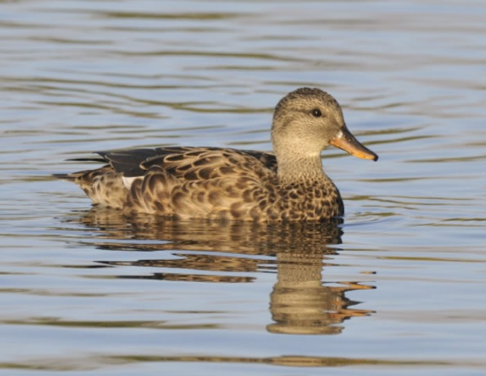 A female gadwall!