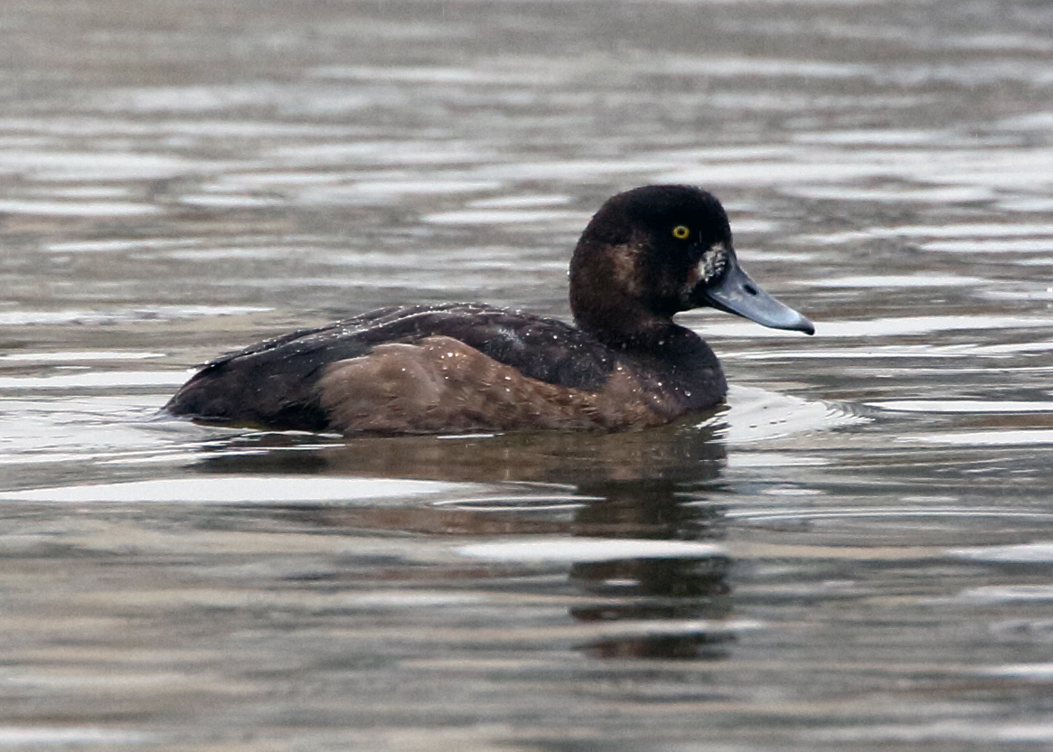 female greater scaup