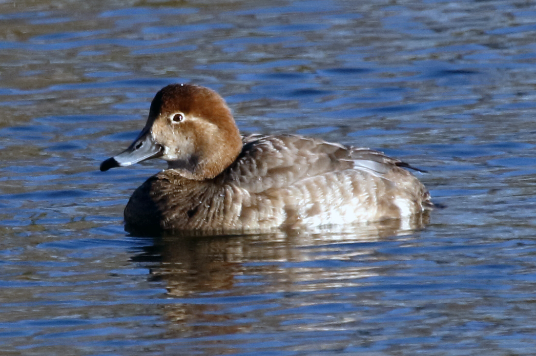 female redhead