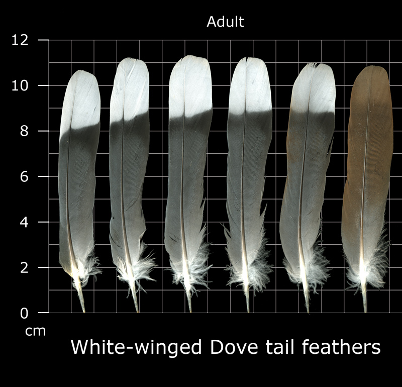 The Feather Atlas - Feather Identification and Scans - U.S. Fish and ...