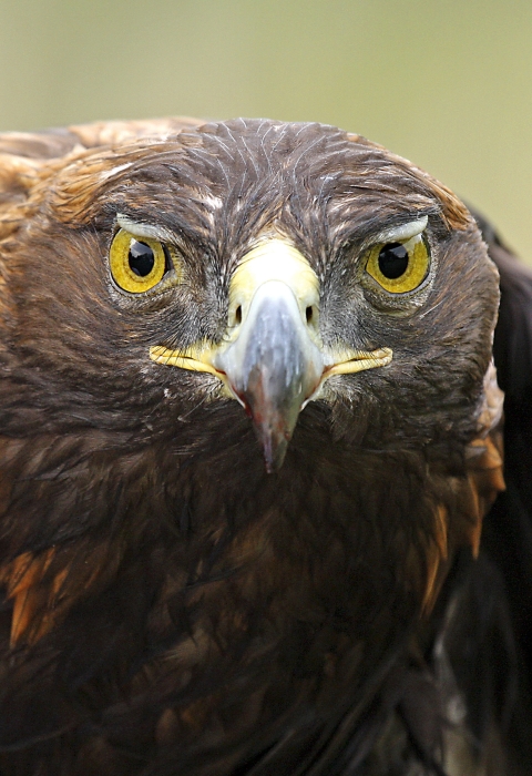 Golden Eagle 