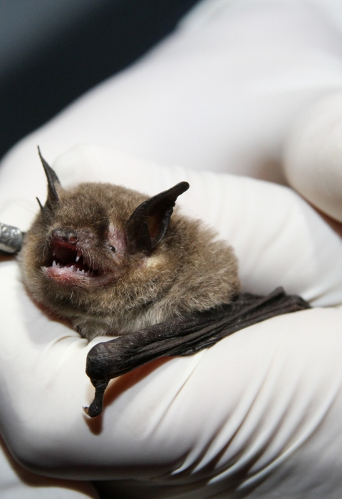 Bat held in a gloved hand