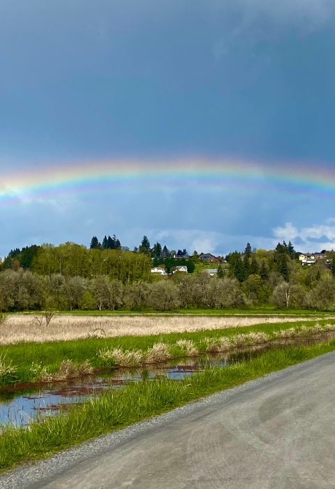 Wetlands next to road. Tree line in background. Rainbow above.