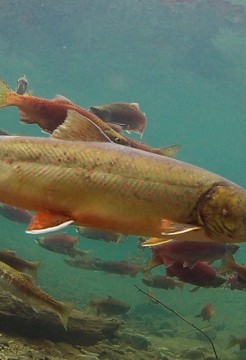 Many fish swim underwater in clear, blue water with sandy substrate.