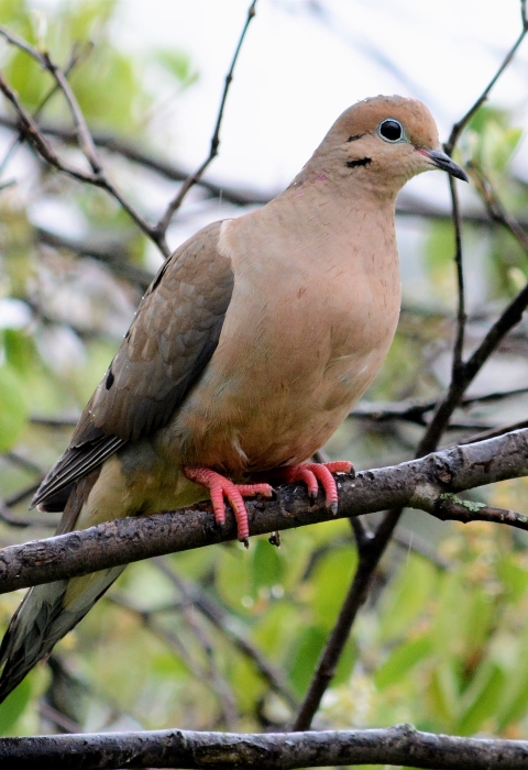 Mourning dove on a branch