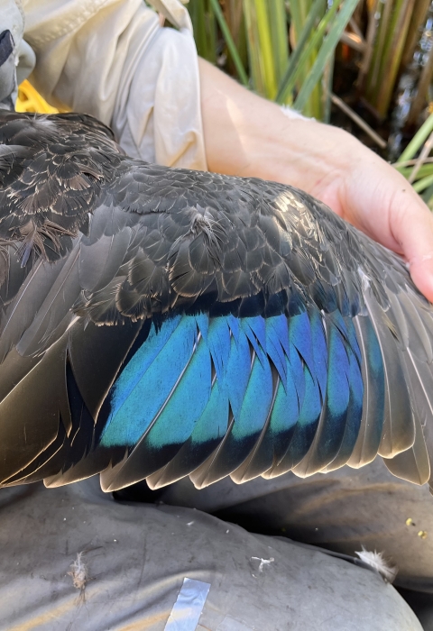 biologist holds a wing of a black duck