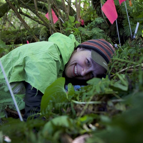 Woman in green raincoat and hat lays on ground reaching into bird nesting burrow. Trees and small red flags surround her.