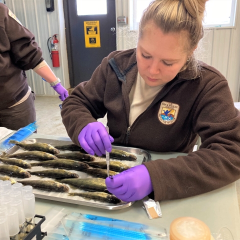 Woman dissects fish.