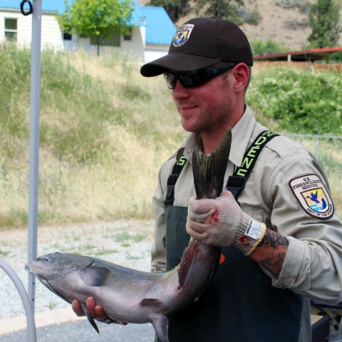 A man in Service uniform and ballcap, wearing waders and a mesh glove on the left hand, carries a salmon.