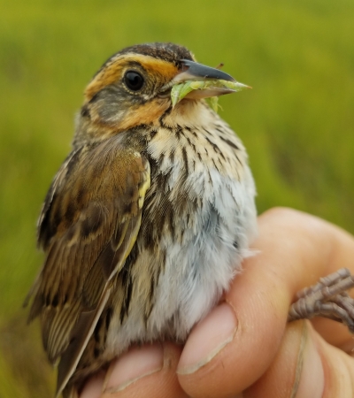 a small bird with a cricket in its mouth being held by a biologist