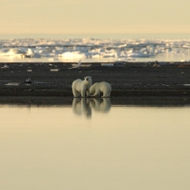 A distant view of two polar bears standing on a pebbled shoreline.