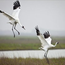 Two large white birds with spindly legs and black tips on their wings coming in for a landing in a wetland