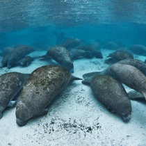 Group of manatees resting in the warm, clear, blue water of Three Sisters Springs 