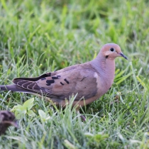 Mourning Doves in grass