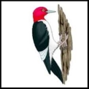 Williamsburg Birding Club logo