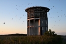 A tower at sunset with circling seabirds