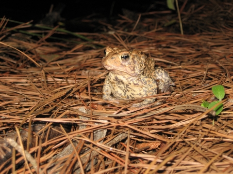 Houston toad on a bed of pine needles