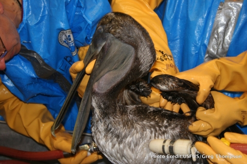 Cleaning an oiled brown pelican