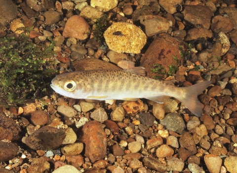 juvenile Coho salmon