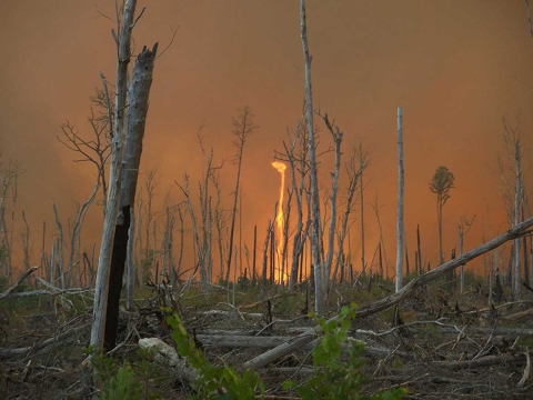 An ignited tornado known as a fire whirl twists between the burnt tree trunks in a fallen forest