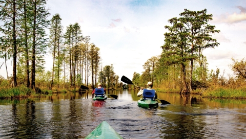 Three kayakers navigate a stream banked on both sides by fall colors and pine trees