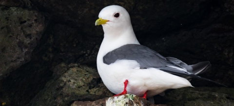 a white and grey bird with a little yellow beak in a dark cliff space