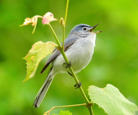 A blue-gray gnatcatcher singing Occoquan Bay NWR