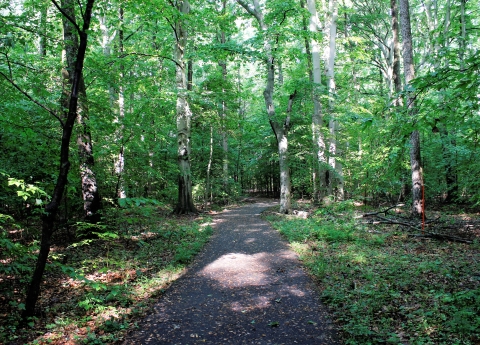 A view looking down Great Marsh Trail at Mason Neck