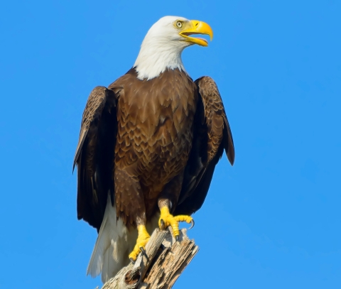 A bald eagle perches on a tree.