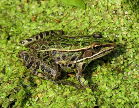 Northern Leopard Frog