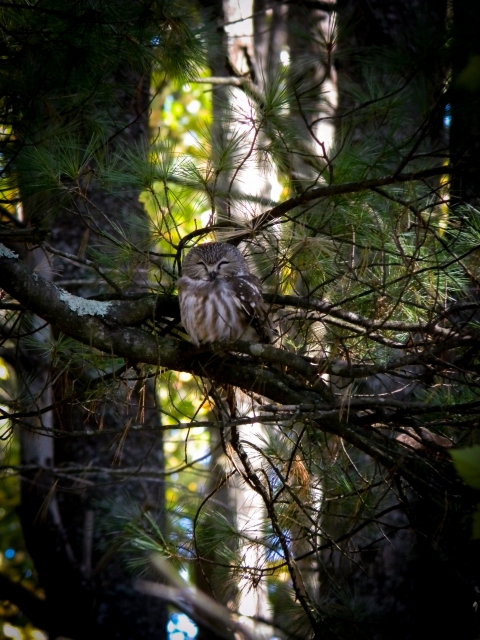 Saw Whet Owl in Tree