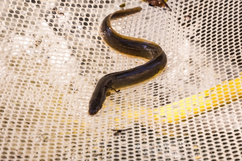 American Eel