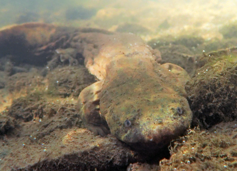 Eastern Hellbender