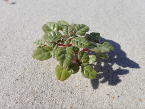 Seabeach amaranth