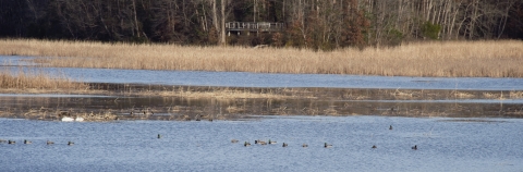 A view of Great Marsh with browning vegetation. Waterfowl are scattered across the open water.