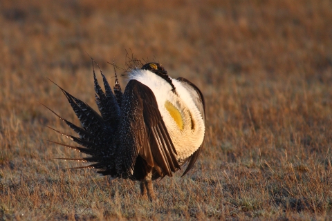 Brown, and white bird with a yellow chest stands on a golden gree landscape.