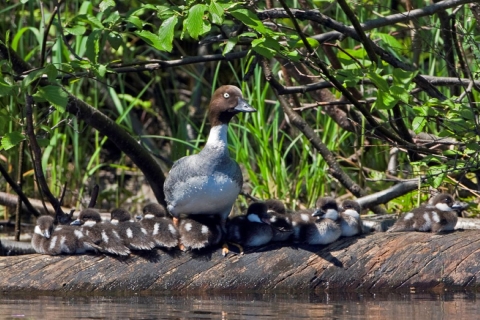 Common Goldeneye with brood 