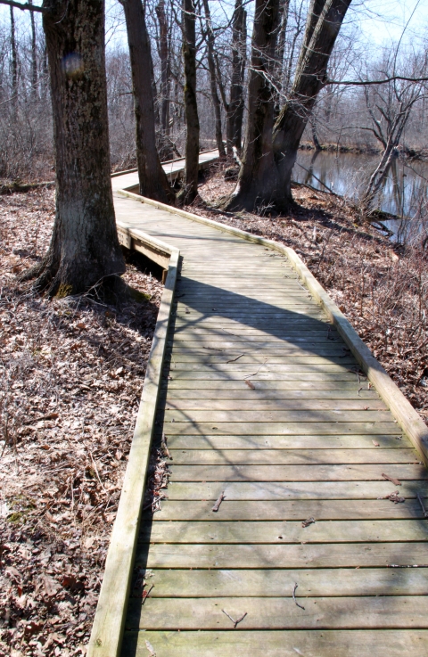 Missisquoi's Black/Maquam trail boardwalk