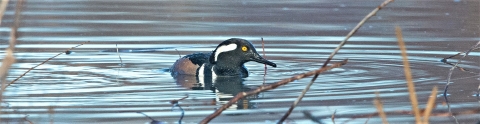 A hooded merganser floating on water.