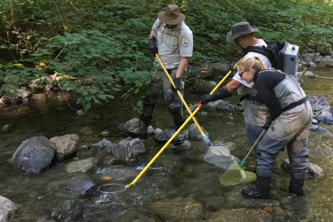 Western Washington Fish & Wildlife Conservation Office staff electrofishing for population assessment study