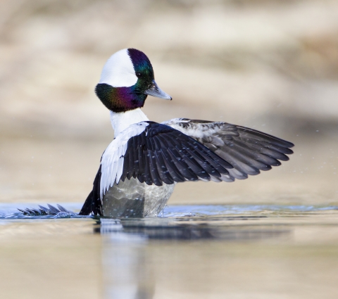 A bufflehead drake flaps its wings dry