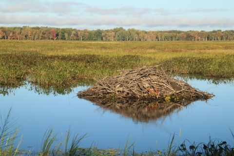 Beaver Lodge at Missisquoi NWR