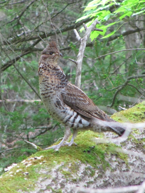 Ruffed Grouse