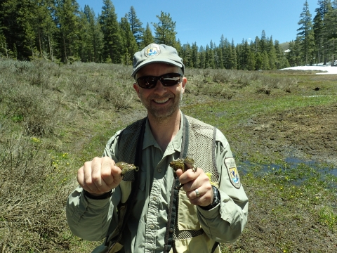 Biologist holding one toad in one hand and two toads in another hand.