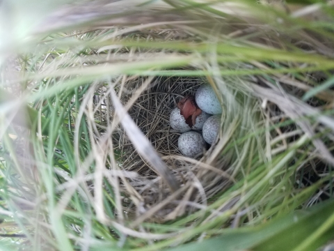 A secluded nest in tall salt marsh grasses is filled with a clutch of light grey, mottled eggs. A tiny, featherless saltmarsh sparrow hatchling has just emerged from an egg. 