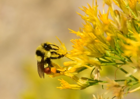 A yellow and black striped bee hovers near a yellow blossom, about to sip nectar from it.