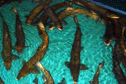 Over a dozen large Atlantic salmon about a meter in length swim in a turquoise pool