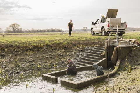 Two workers use a seine net to scoop fish out of a hatchery rearing pond.