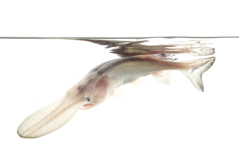 Juvenile paddlefish on a white background